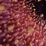 Current Vitamin D Recommendations May Not Protect the Heart: Research