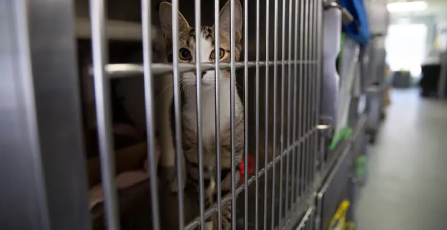 ‘Orwellian’ — Rand Paul Festivus Report Shows Feds Spent Millions Torturing Cats