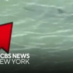 Toxic Mold Horror at Luxe NYC High-Rise Sickens Family, Forces Them Out of Country