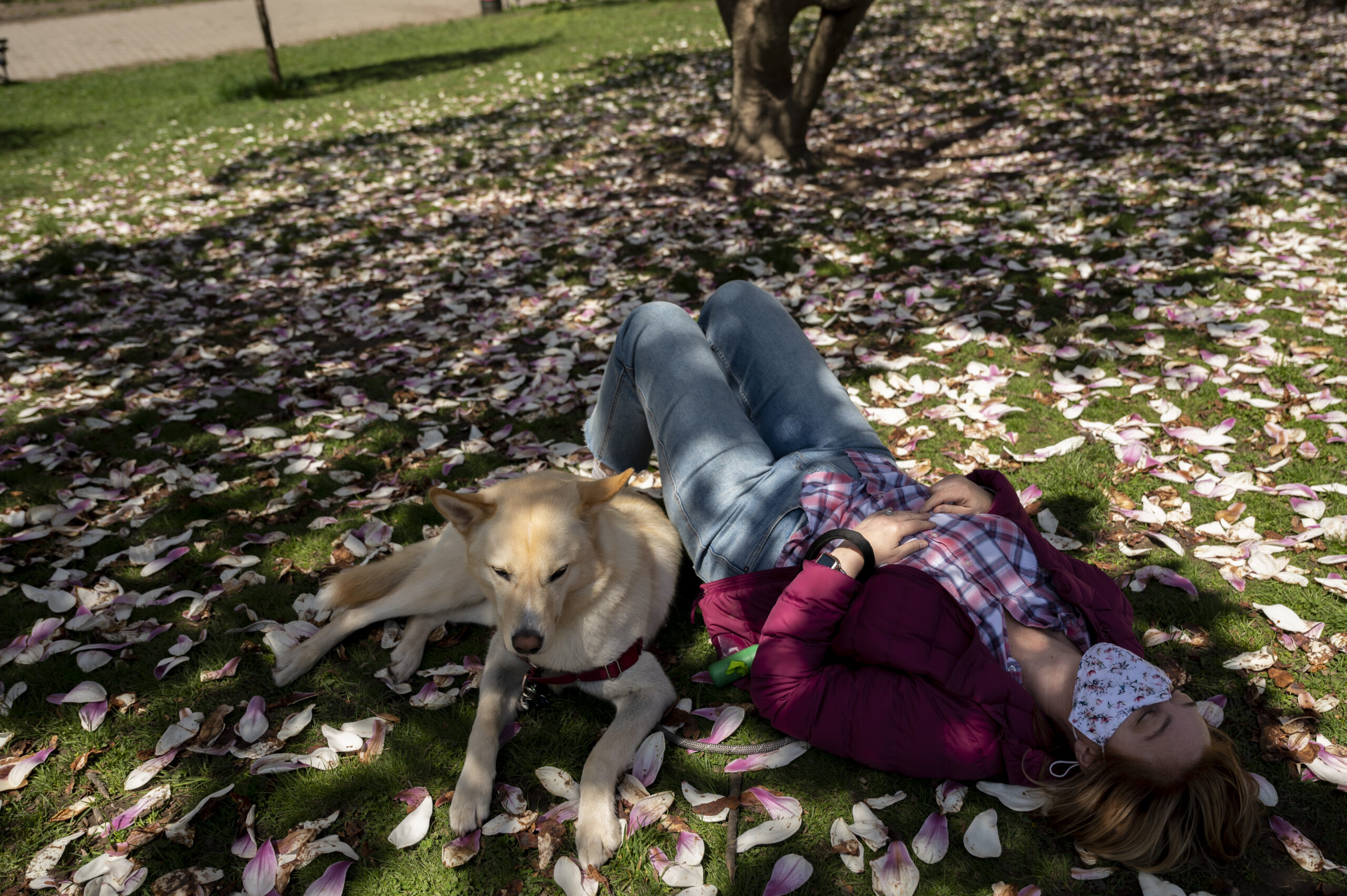 A Brooklynite rests under a magnolia tree with their dog in Prospect Park.