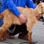 Ohr Torah Stone Convenes Polish & German Rabbis