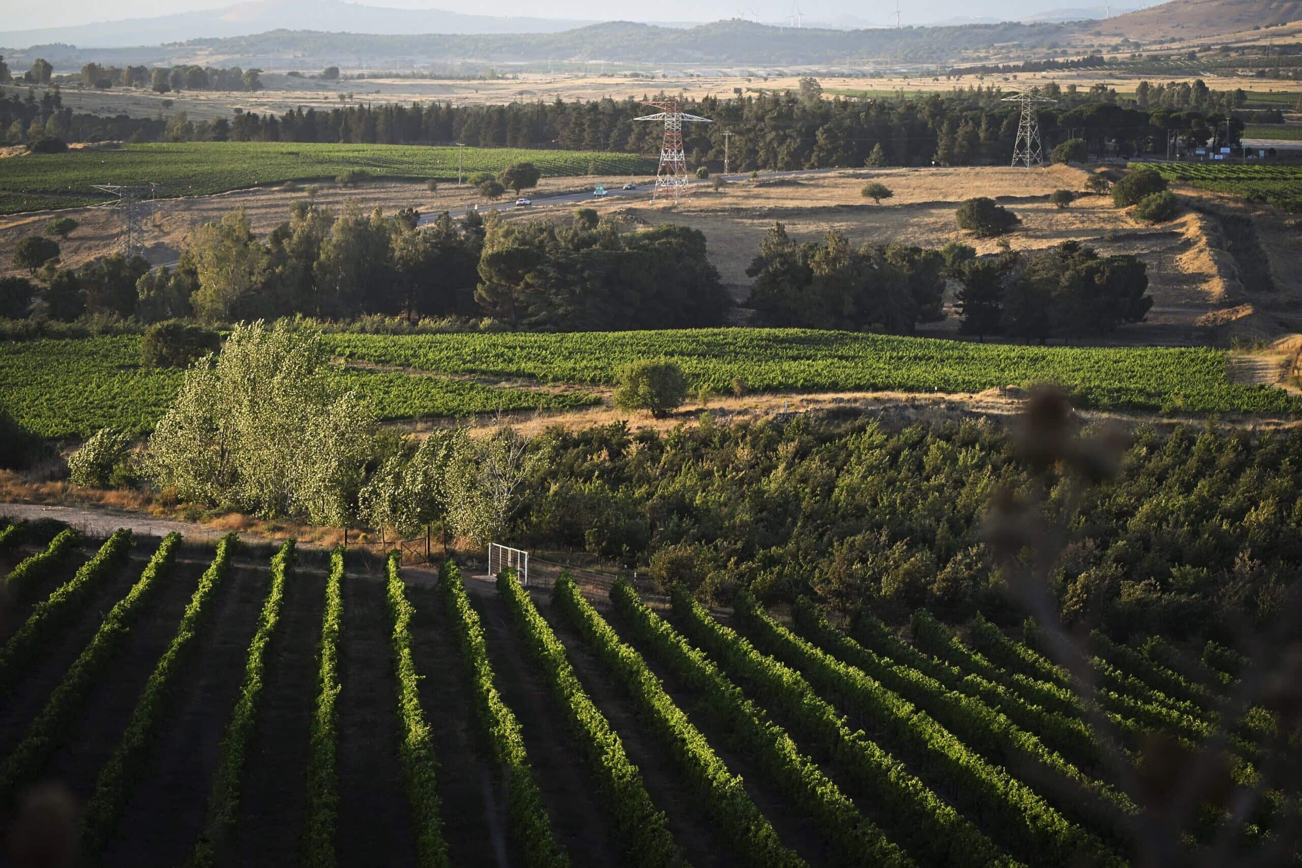 View of Vineyard on the Golan