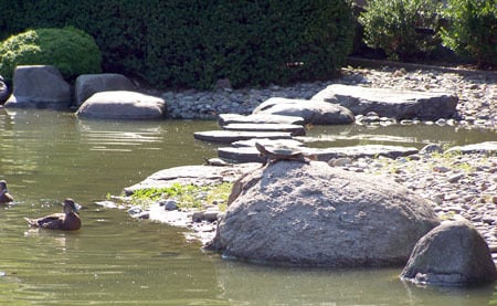 The lake in Botanical Gardens (Photo: Freida Glassner)