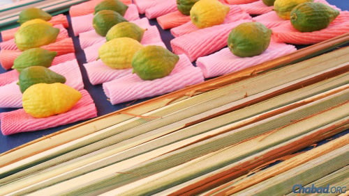 Lulavim and etrogim for sale in Israel prior to Sukkot (file photo).