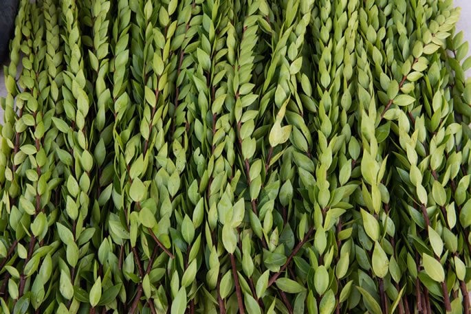 Myrtle branches.